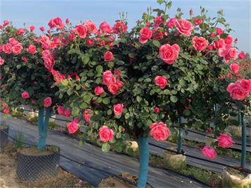 不同颜色玫瑰花的花语是什么？