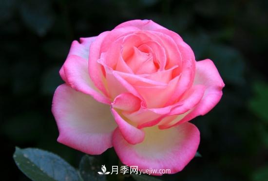 上海龙凤419教你如何区分月季和玫瑰(图1)