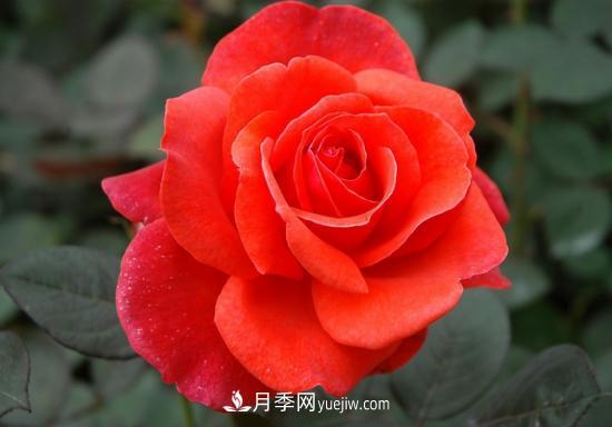 上海龙凤419教你如何区分月季和玫瑰(图5)