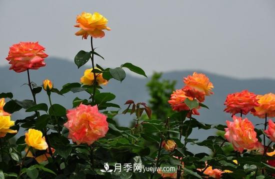 上海龙凤419教你如何区分月季和玫瑰(图8)