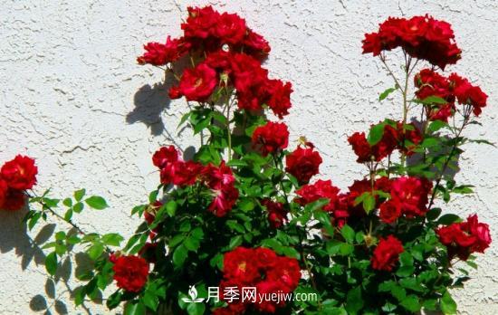 上海龙凤419教你如何区分月季和玫瑰(图7)