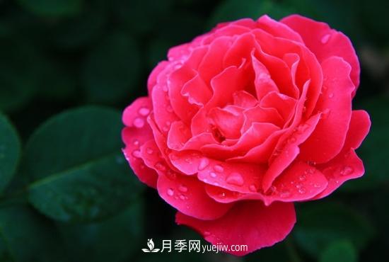 上海龙凤419教你如何区分月季和玫瑰(图6)