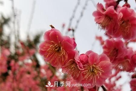 南京适合养月季，市花和市树是什么(图1)