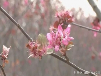 菏泽成武：千亩海棠反季节开花，逆袭深秋成一景