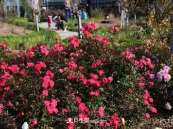 上海植物园内部分月季释放冬季魅力，观赏区还在不断优化中