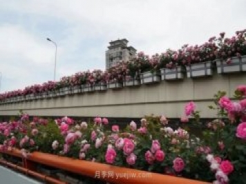 上海城市高架变“花路”，这些月季进入盛花期啦!