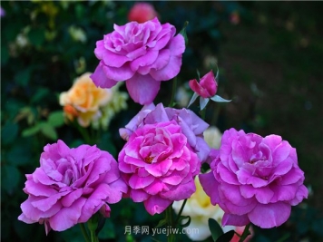南昌滨江月季园，带你去看天下风流的江西月季花