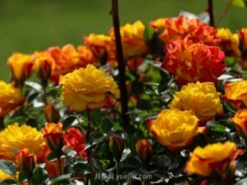 安阳市滑县森林公园月季花开放，赏花打卡正当时