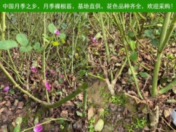 上海龙凤419：月季裸根苗的选购、栽植、肥水、养护技术大全