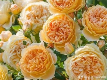 大花香水月季的养护方法，分享10种花香飘满屋