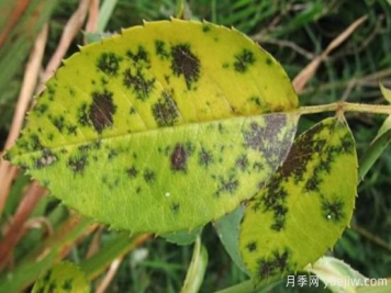 深秋天季节月季出现斑点的病害原因与防治