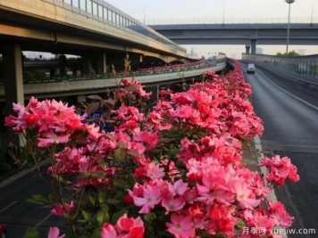 30万株新品种，杭州高架月季会带来什么样的惊喜？