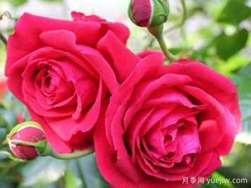 大家都知道玫瑰花可以食用，那么月季花可不可以食用呢？
