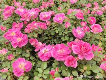 仙境盆栽月季杯苗粉色丰花，绿化工程批发