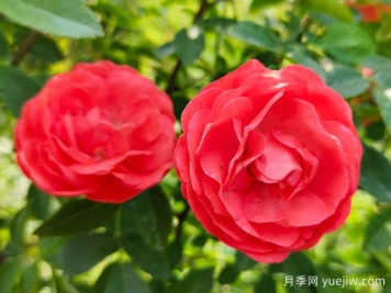 种上木香蔷薇花蛮强爆花，红橙白黄木香你喜欢哪个？