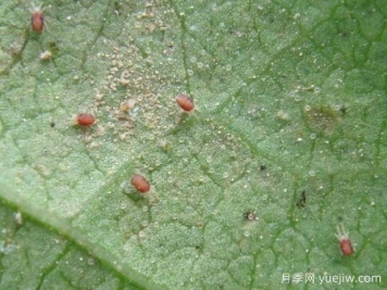 月季常见病虫害之红蜘蛛的习性和防治措施