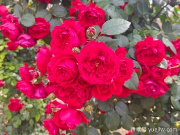 6款红色系的藤本月季品种，适合打造网红花墙