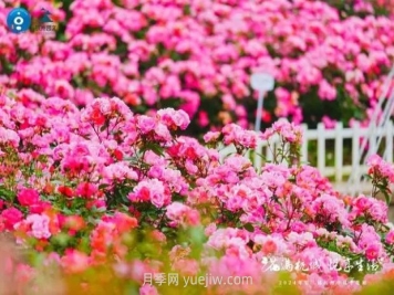 2024年第二届杭州市月季花展举办，赏500万株月季