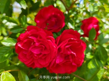 月季红木香爆花机器，花艳丽花量大花期长