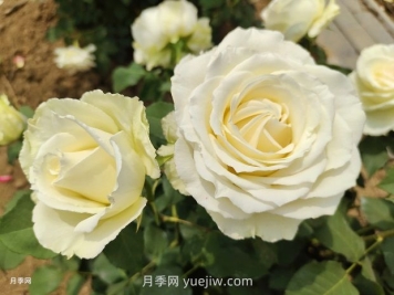十一朵白玫瑰的花语和寓意