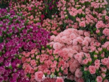 中国6大花市，全国花卉批发市场介绍