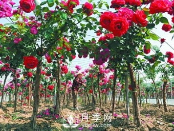 新品“月季树”为北京市花添色彩，居然引种自南阳内乡