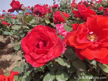月季、玫瑰、蔷薇分别是什么？如何区别？