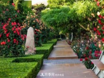 秦皇岛适合养月季花，市花和市树是什么