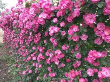 推荐3种爬藤月季，花园里轻松打造漂亮花墙